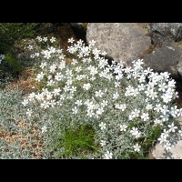 Cerastium Grandiflorum (fam. Caryophyllacees) (Balkans, Caucase) (1)